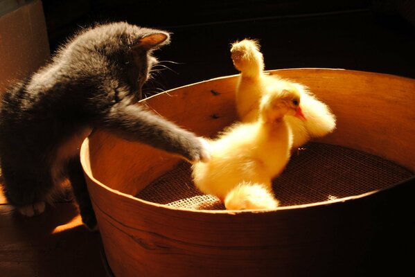Kitten playing with yellow ducklings