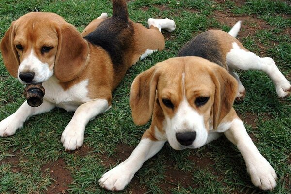 Two red puppies are lying on the grass