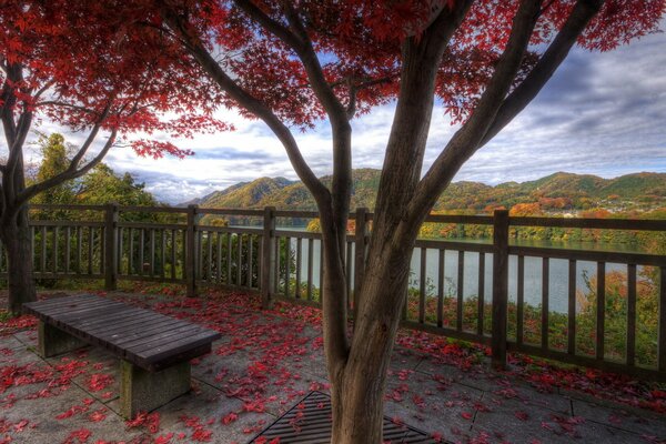 Красивое дерево с красными листьями на фоне озера