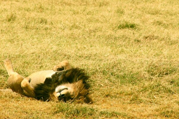 Löwe liegt auf dem Rücken auf dem Rasen