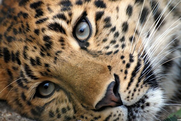 Testa di leopardo con sguardo espressivo