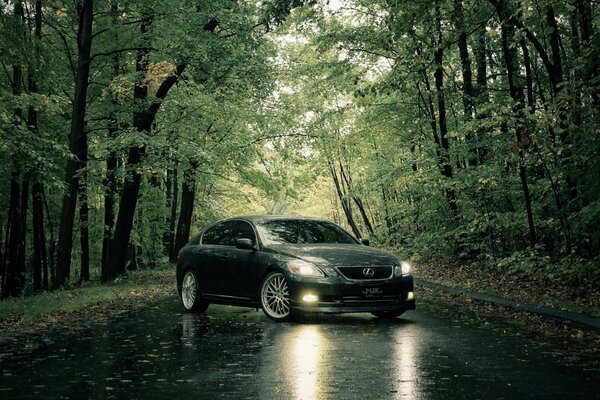 Lexus dans la forêt pluviale