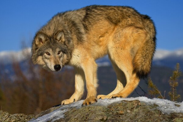 Grauer Wolf jagt Beute auf