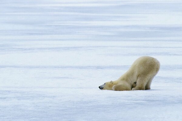 Ours polaire sur glace