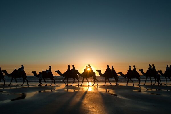 Camel caravan at sunset in the desert