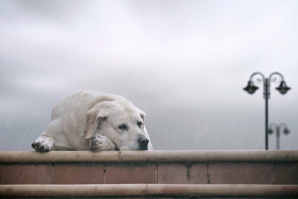 Triste cane addormentato