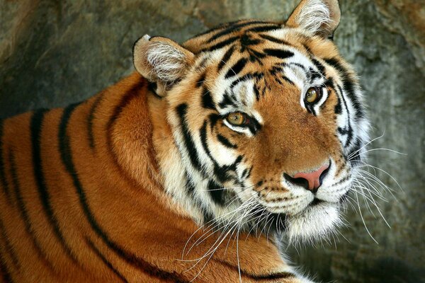 Schöner Tiger mit traurigen Augen