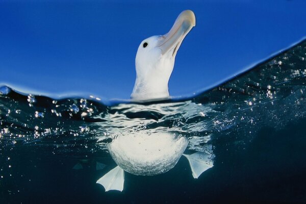 Baby swims in the water