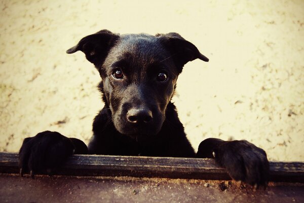 La mirada devota del perro