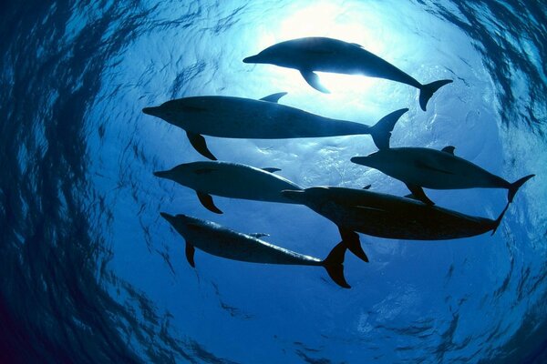 Dolphins in the light of seawater