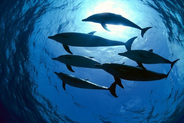 Дельфины в свете морской воды