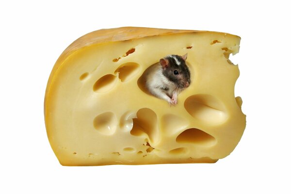 Souris dans un morceau de fromage