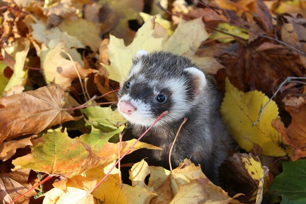 Frettchen im Herbstlaub