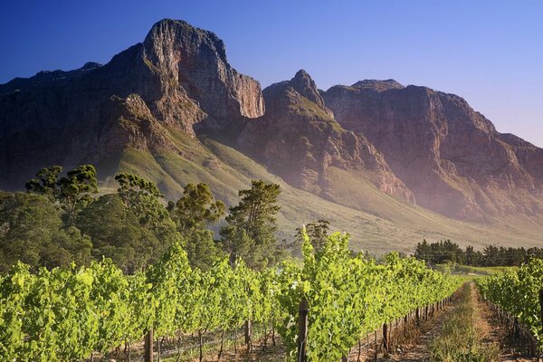 Vignoble vert parmi les hautes montagnes