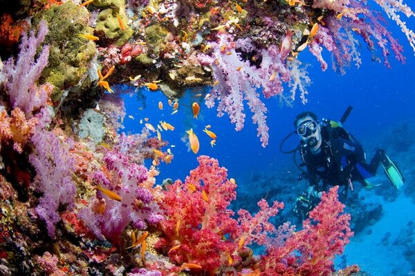 Un monde sous-marin fascinant avec le Regard d un plongeur