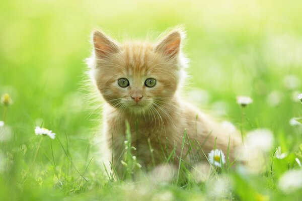 Gattino rosso caccia nell erba verde sul campo