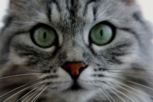 Beau chat moelleux closeup