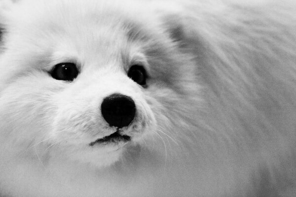 Biały lis polarny z czarnymi oczami