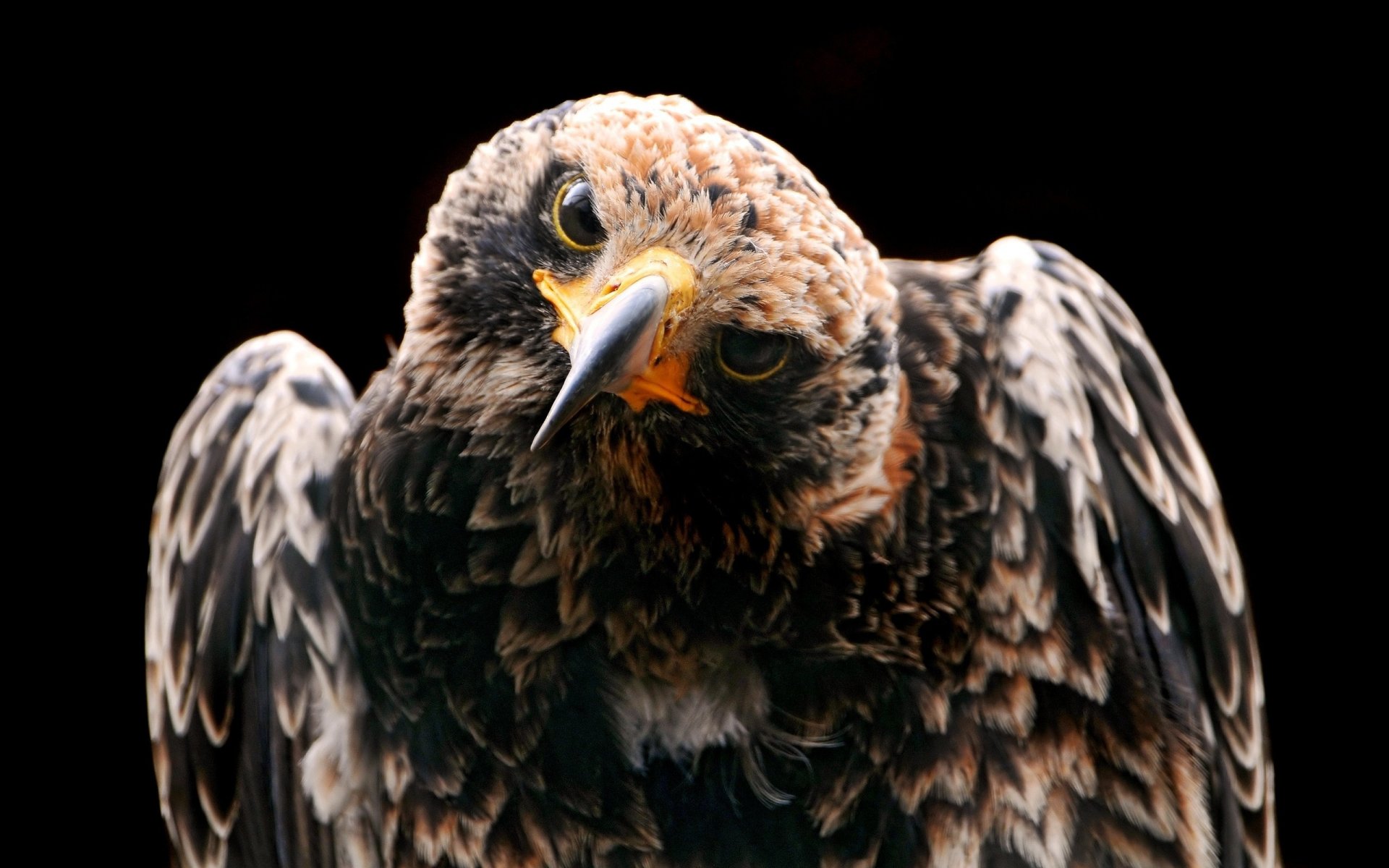 eagle bird looks gaze predator head animals birds eyes feathered