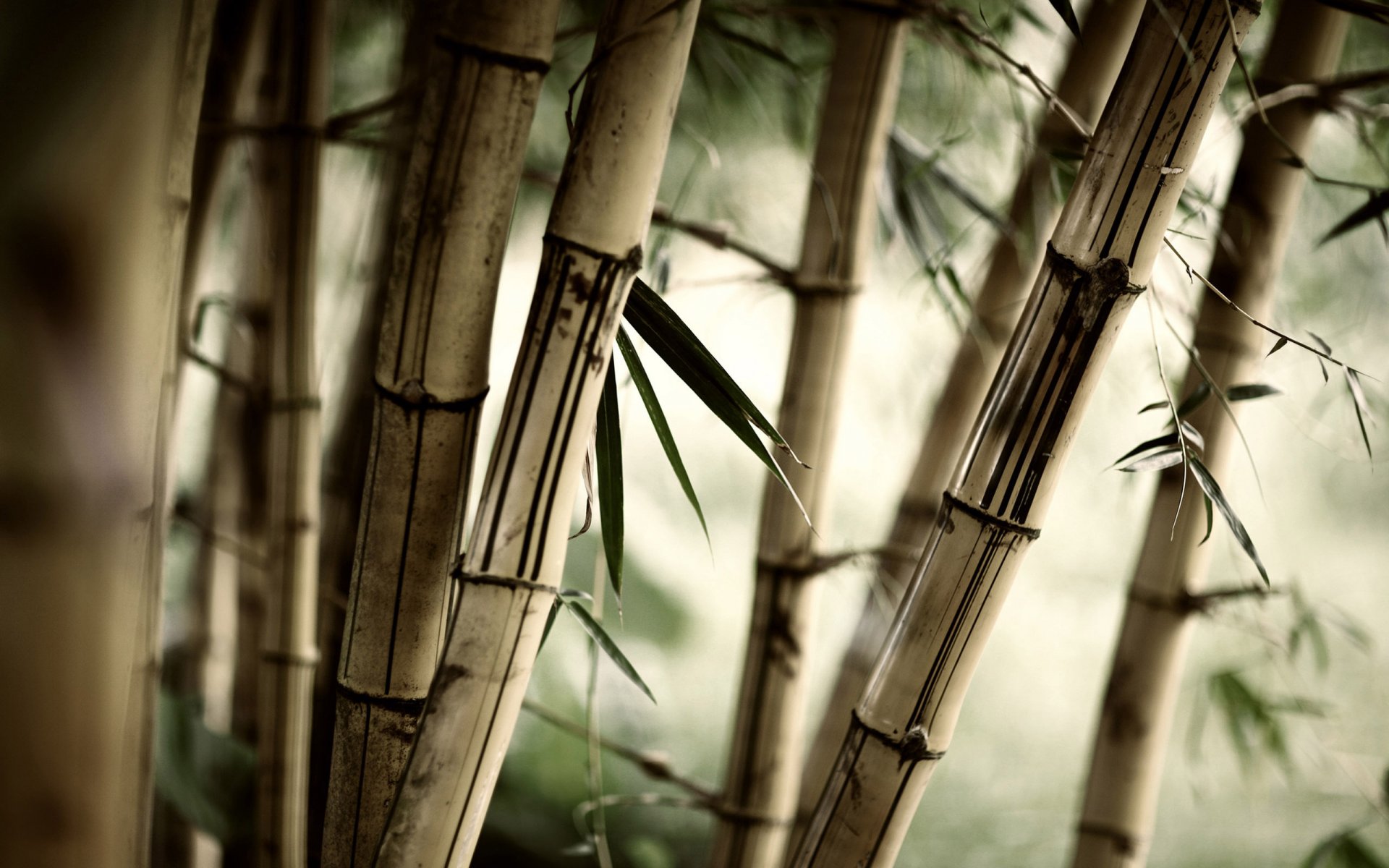 bamboo forest shrub asia nature plant