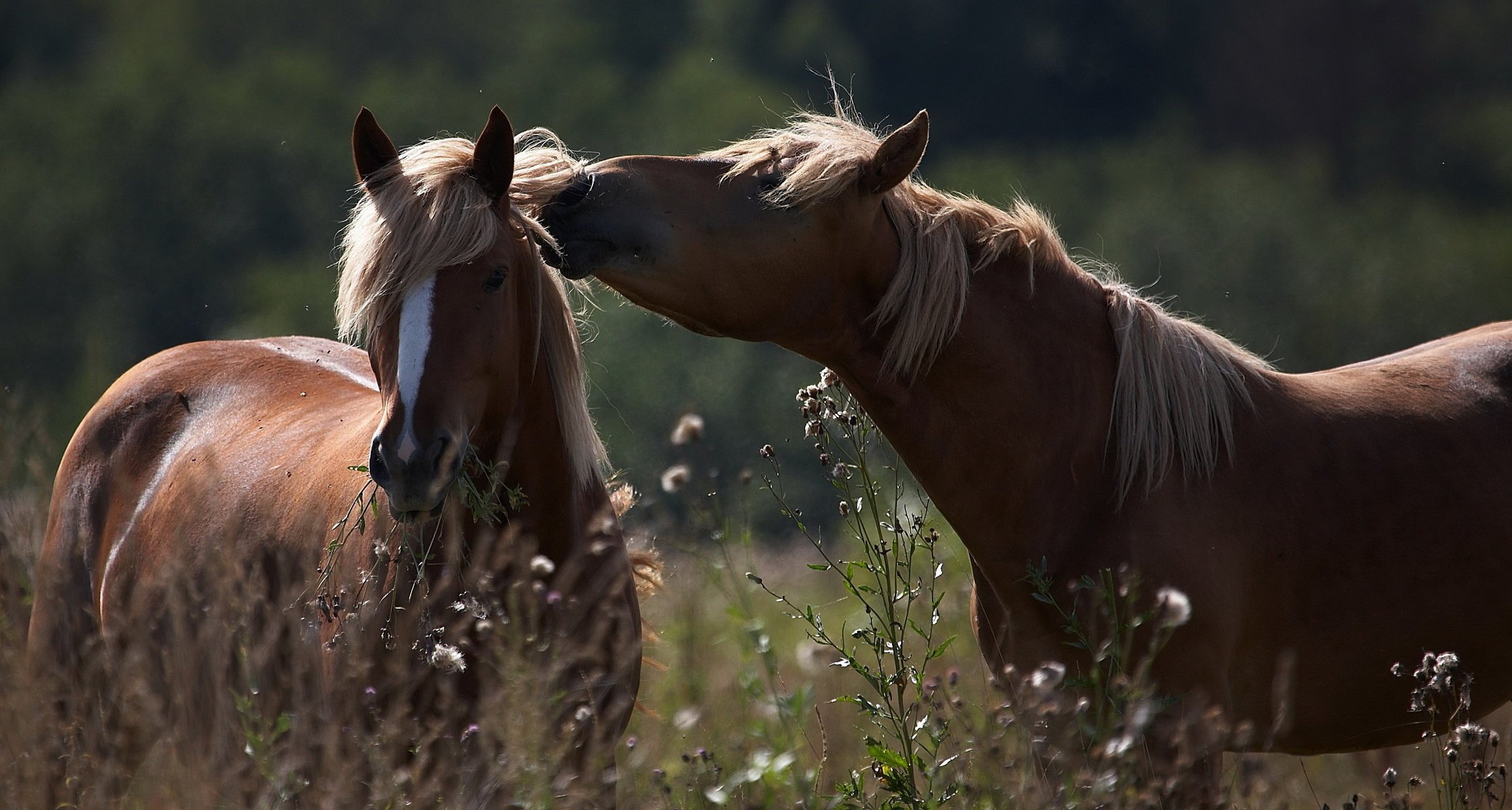 chevaux herbe été crinière champ animaux chevaux salin