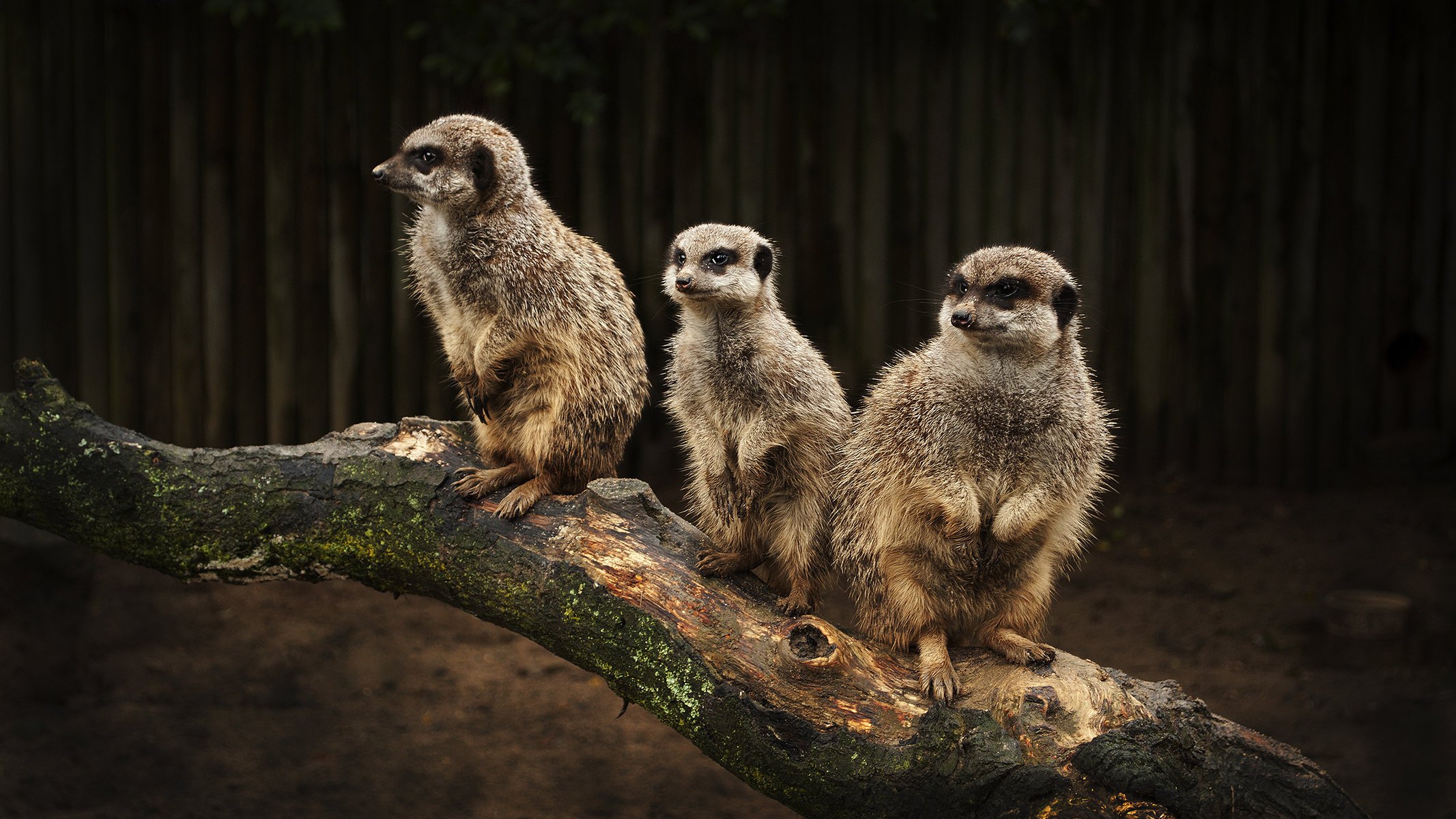 meerkats surykatki rodzina drzewo dziennik wartownik oczy spojrzenie zwierzęta