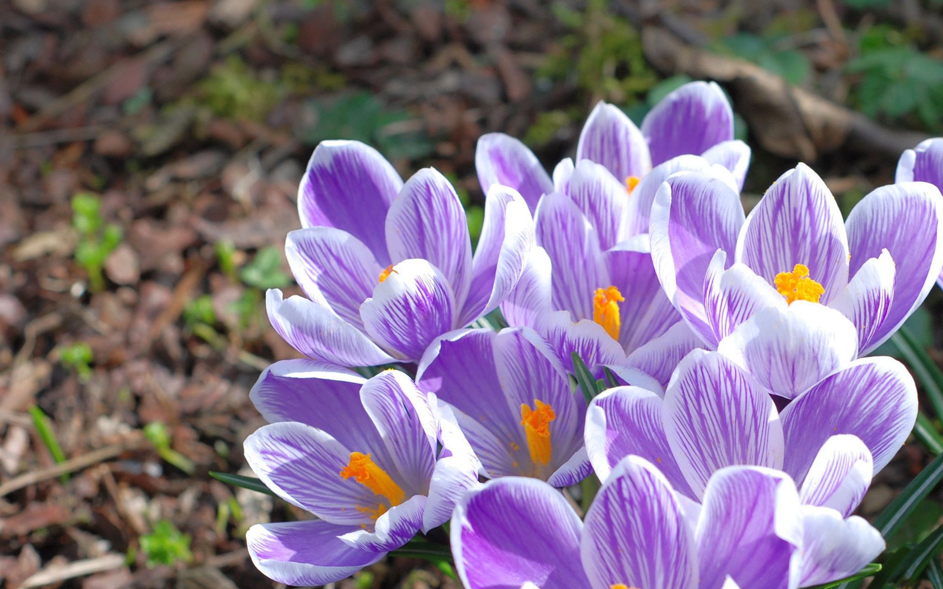 fleurs gros plan crocus primevère nature printemps