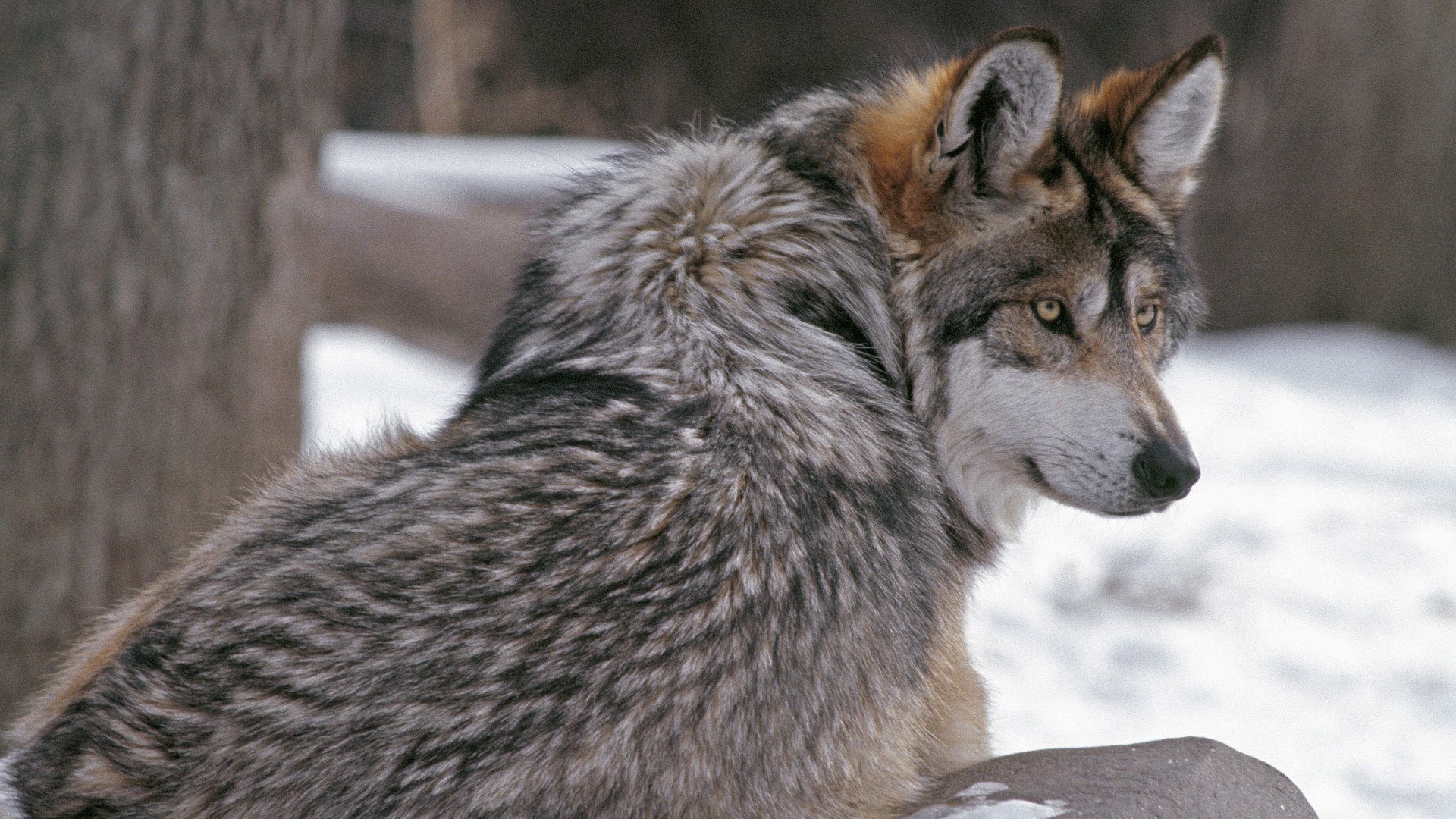 lobo mirada lobo lana invierno depredador nieve animales lobos