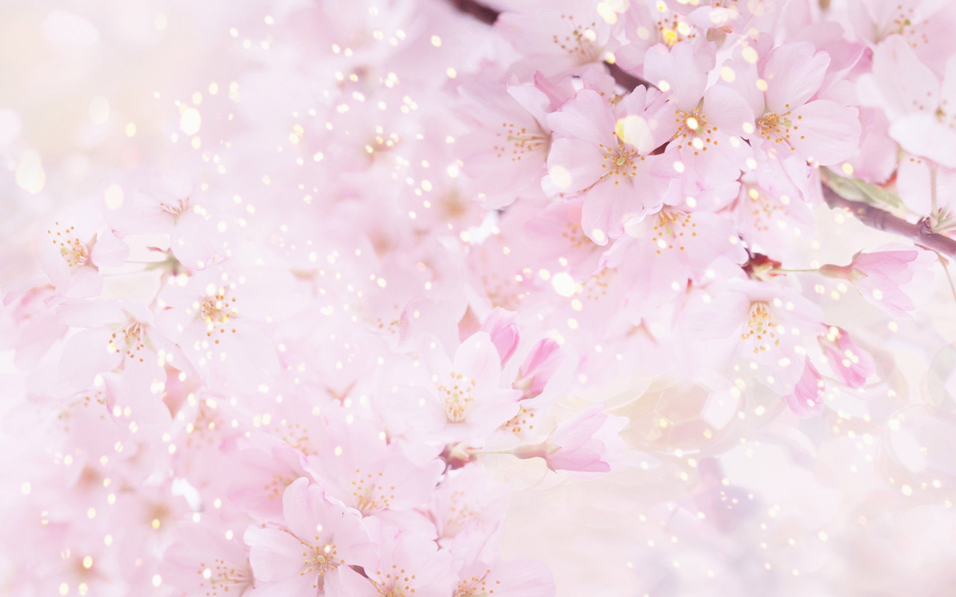 akura flowers flowering pink cherry petals spring