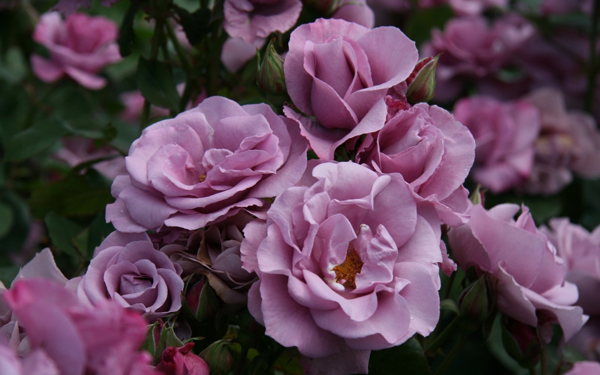 roses flowers garden petals buds pink bush green