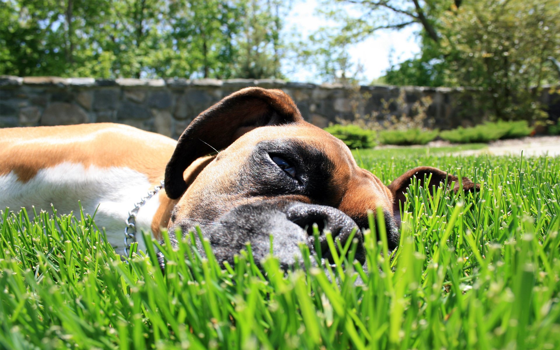 cane sdraiato sull erba cane erba triste terra foto estate cani animali boxer