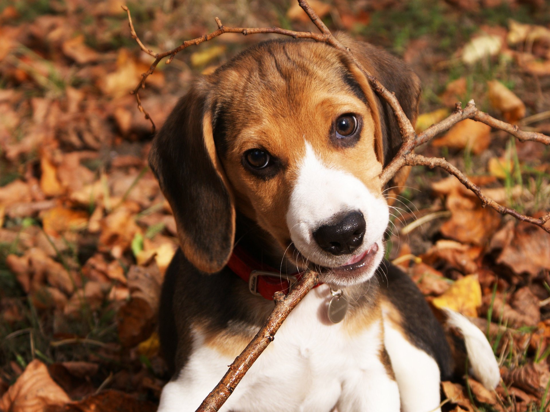 perro cachorro naturaleza niño otoño hojas palo perro juego travieso follaje animales perros mirada ojos