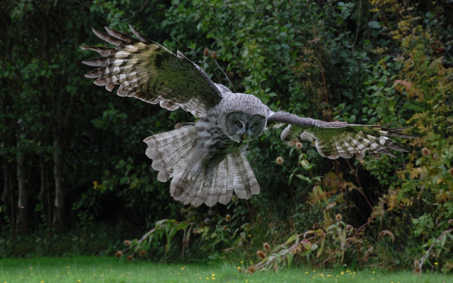 pájaro búho vuelo plumas alas bosque árboles vegetación arbustos aves plumas