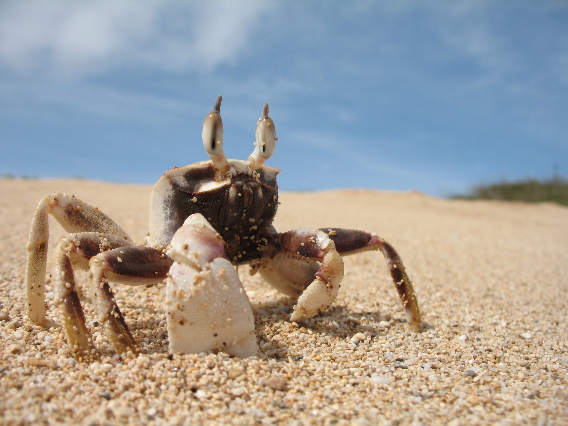 pazury ocean brzeg piasek surfowanie krab makro oczy niebo chmury trawa