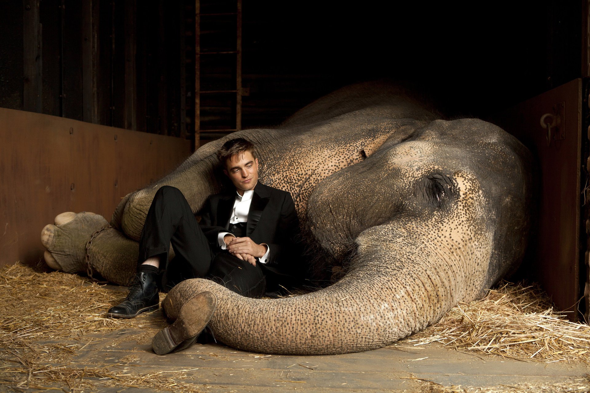 dämmerung wasser elefanten mann robert pattinson tiere elefanten männer blick film