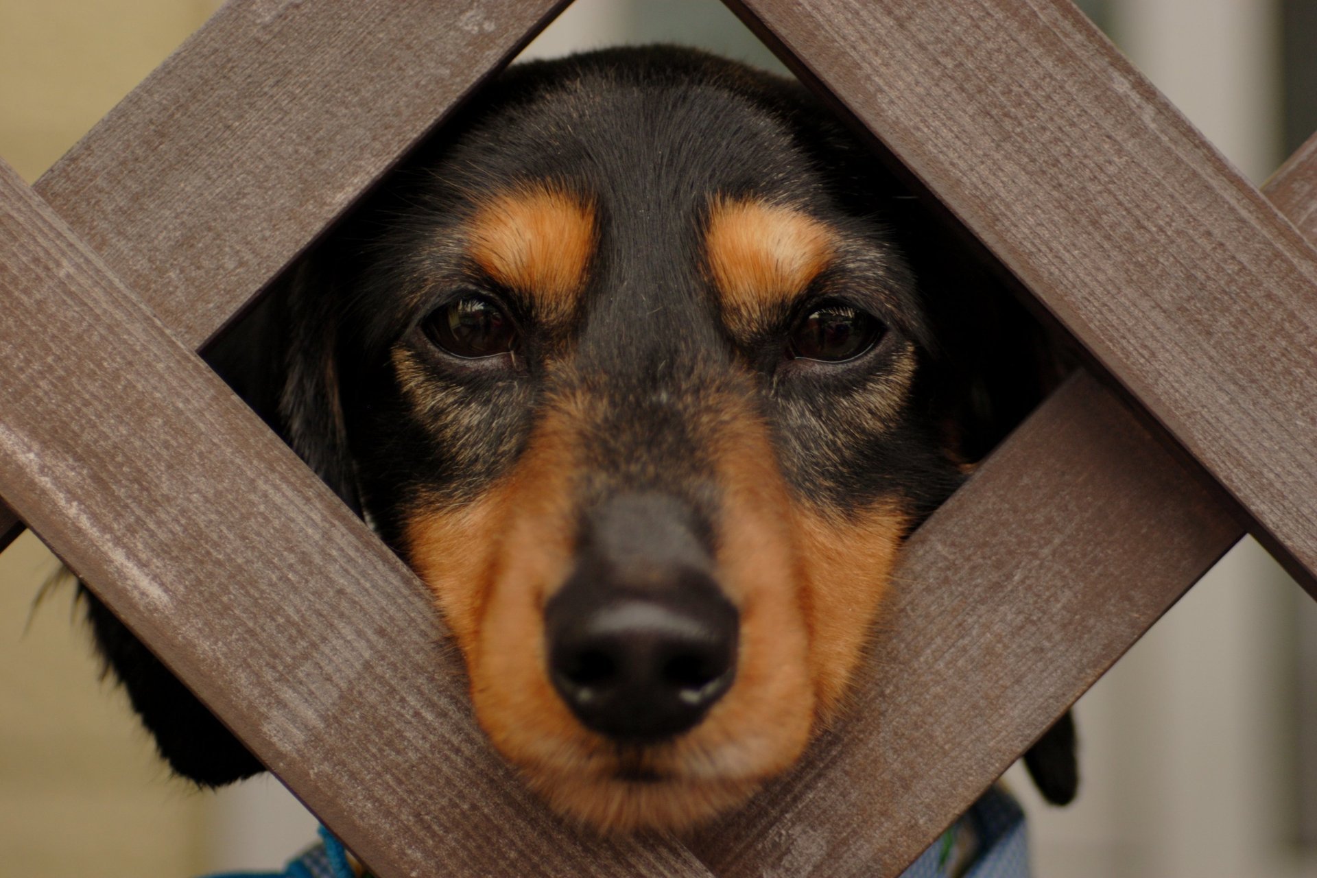 dackel groupe wolle augen nase schnauze traurigkeit hingabe blick zaun bretter einsamkeit hund hund tiere