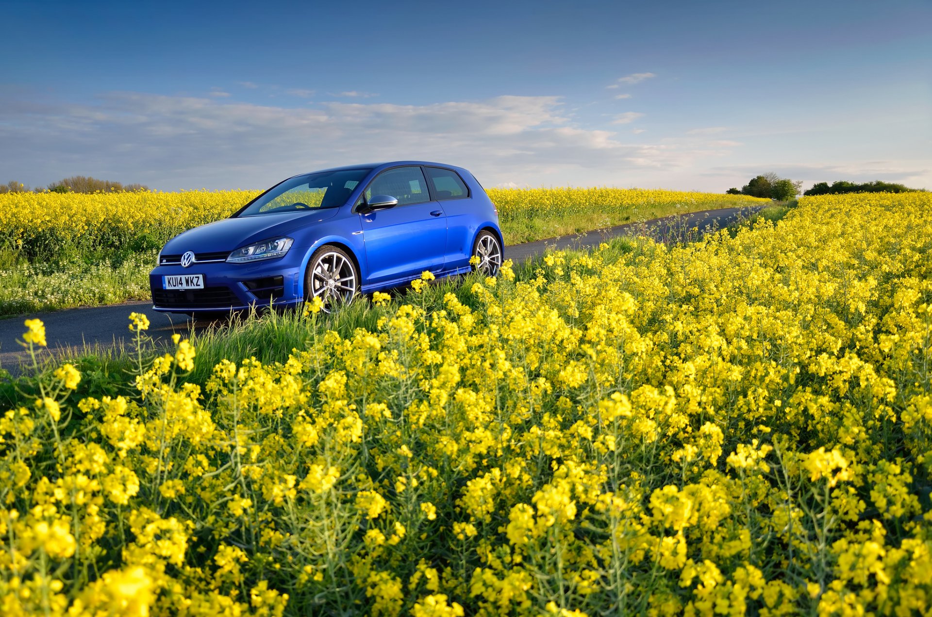 volkswagen golf r mk7 blue volkswagen field flower