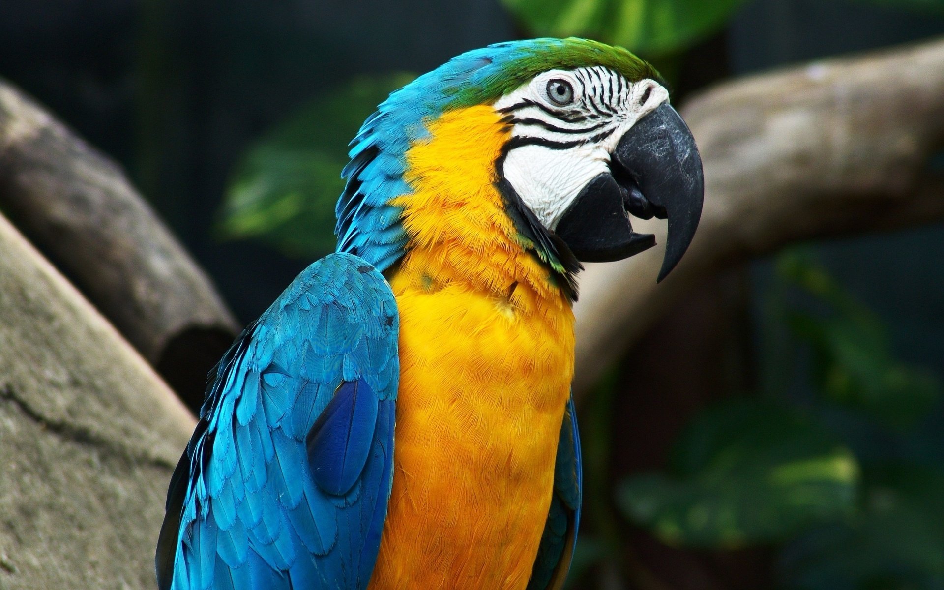 loro hablador guacamayo pico pájaro emplumado emplumado