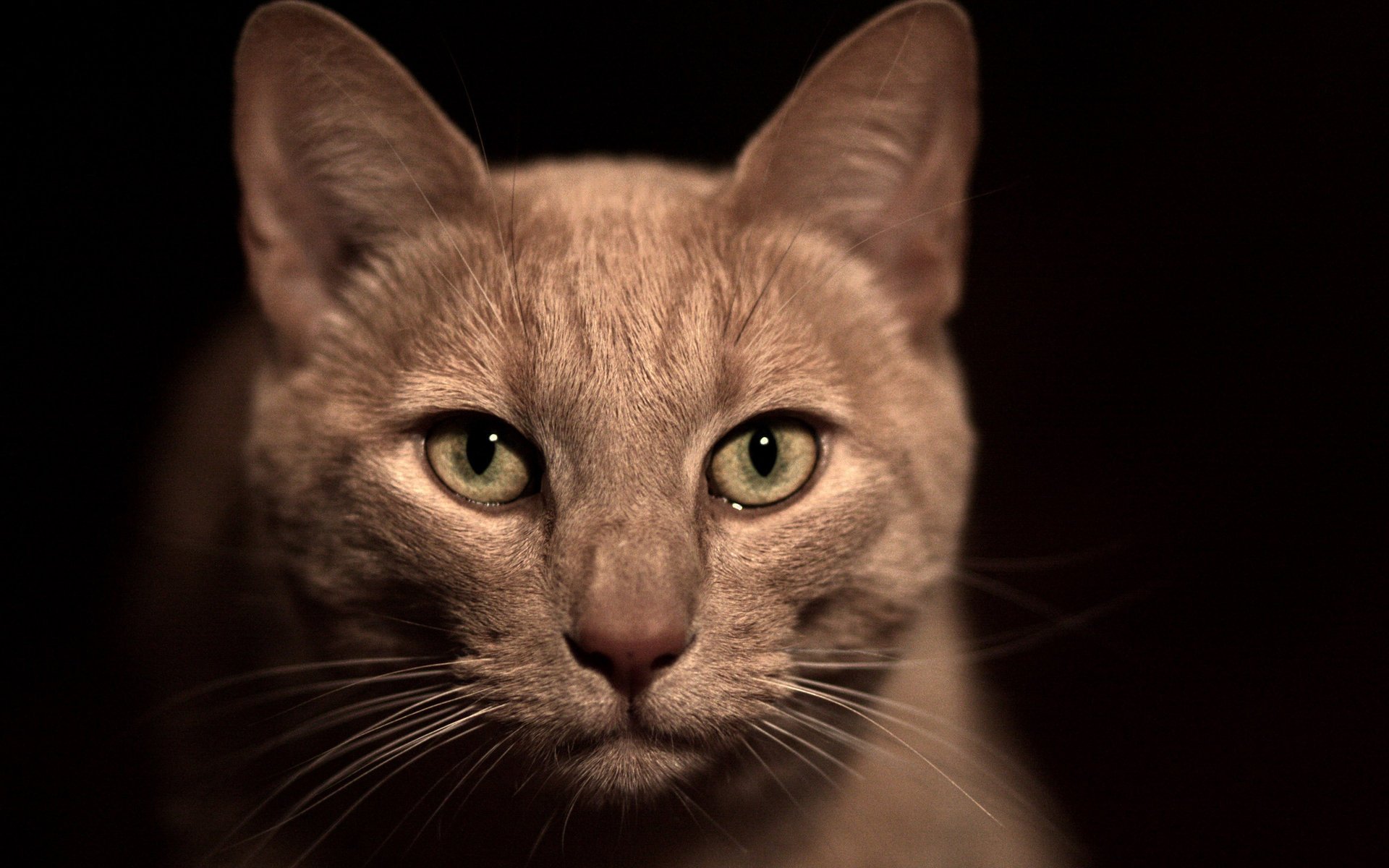 beige katze schnurrbart nase schnauze grüne augen makro schwarzer hintergrund dunkelheit wolle tiere katzenaugen