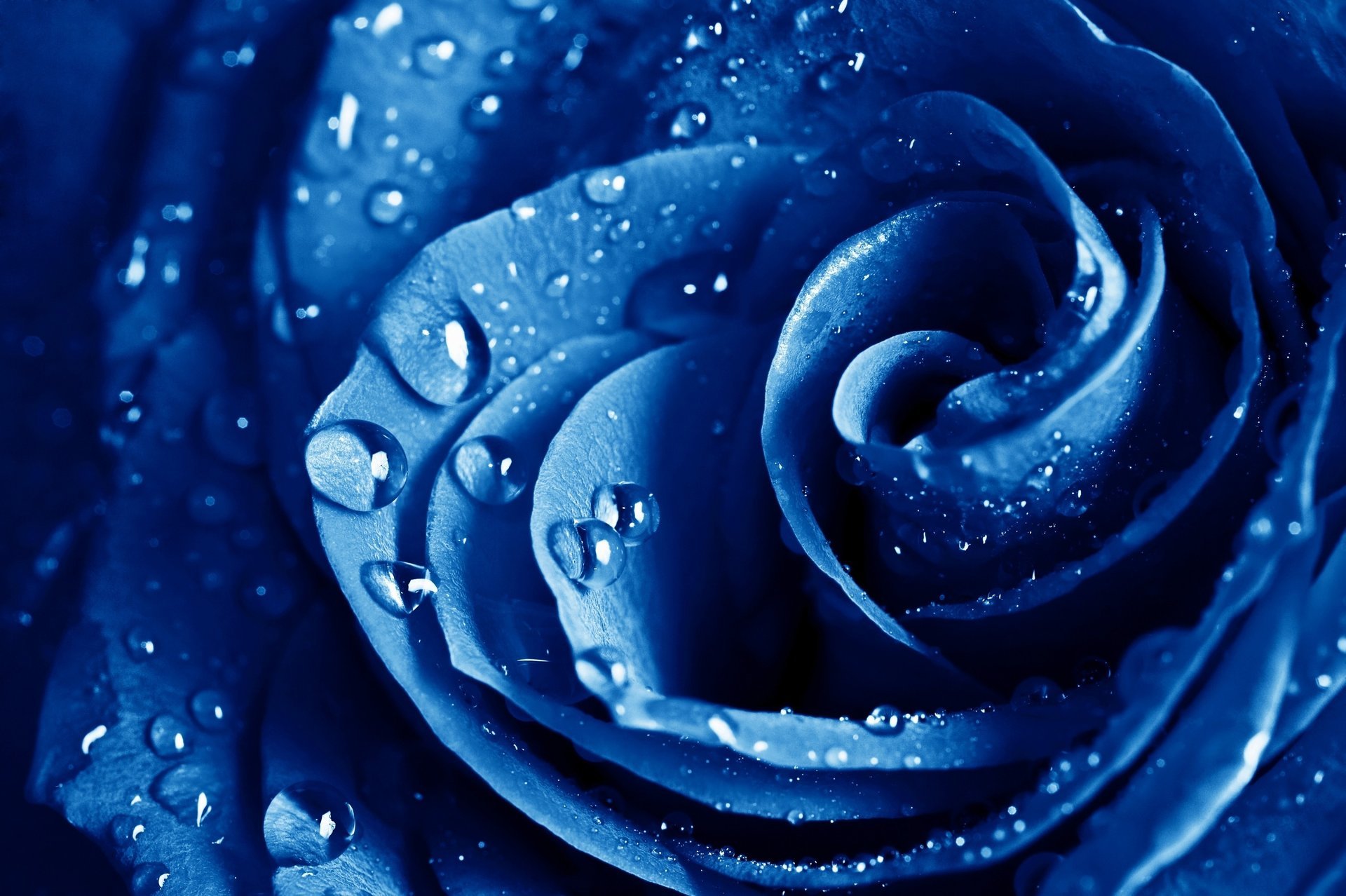 la rosa azul flores macro rosa azul flor rosa azul gotas rocío lluvia