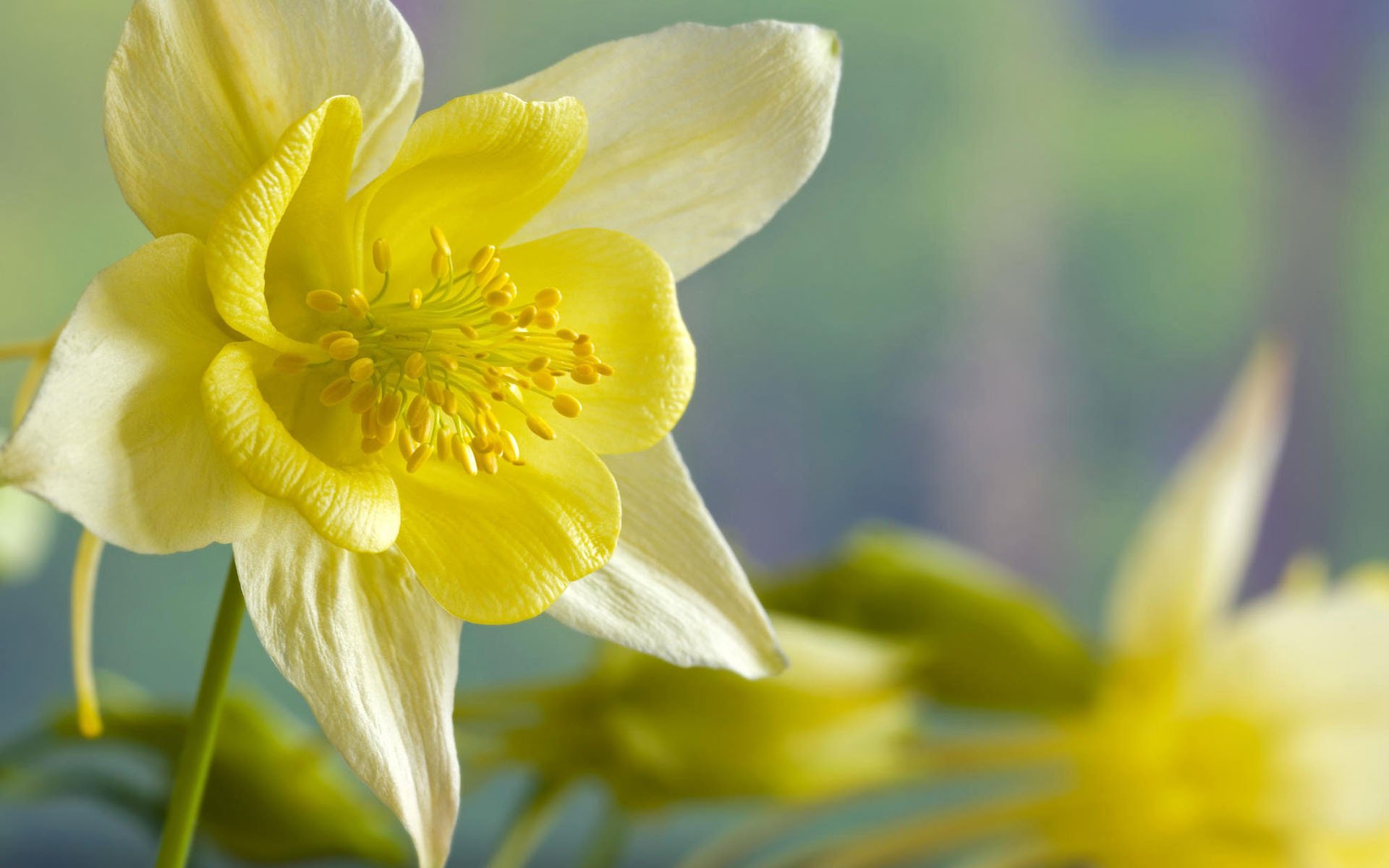 narcissus flower flowers spring yellow macro