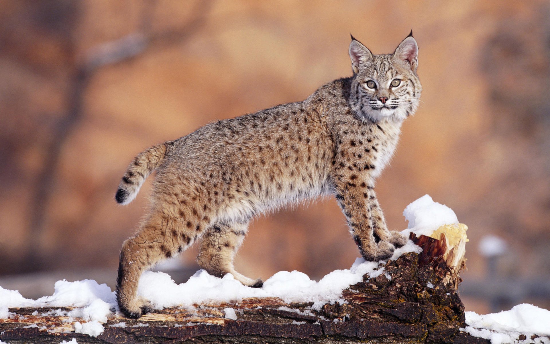 lince inverno neve predatore vista lana animali felino