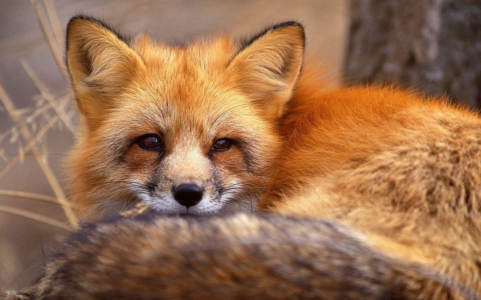 zorro pelirroja astucia mente orejas cola ojos mirada animales hocico depredadores