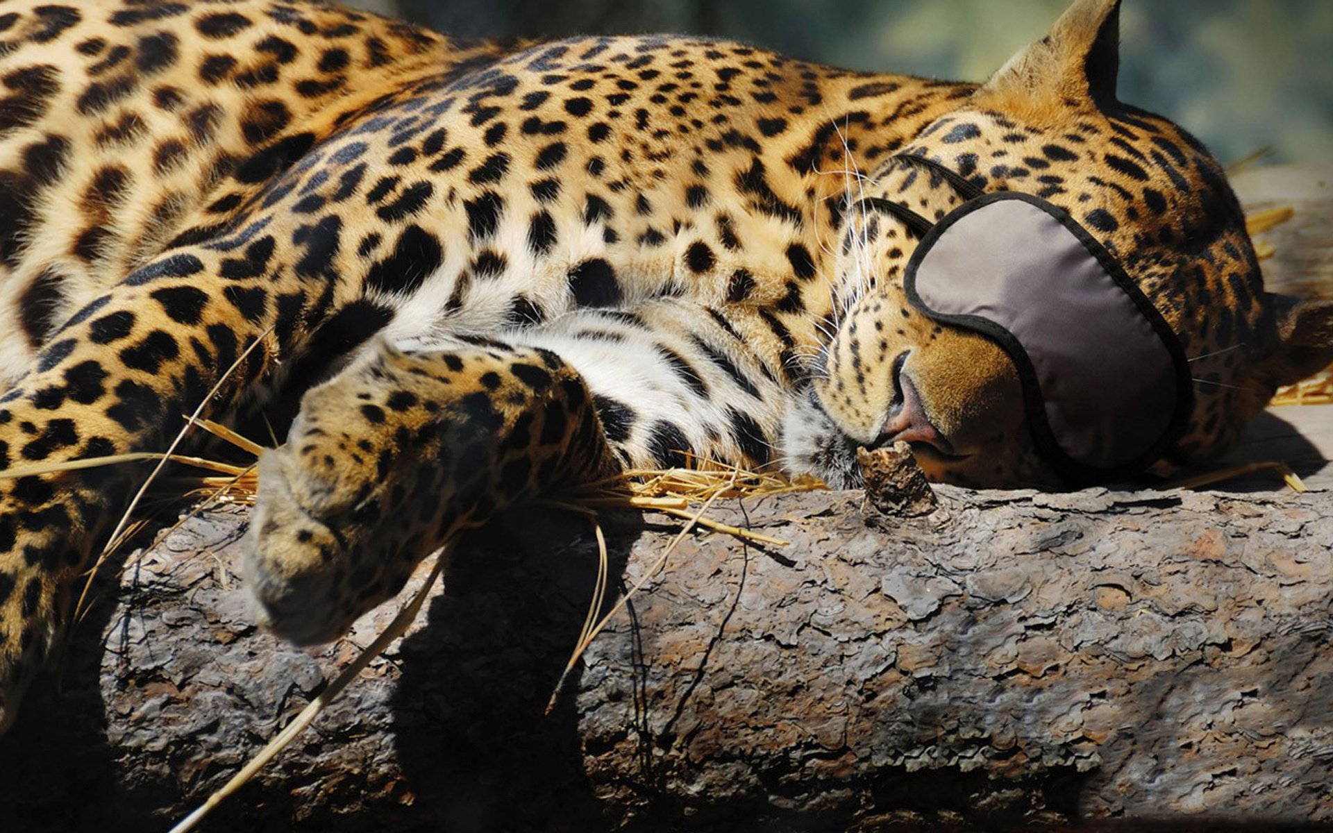 léopard dormir bandeau chat prédateur sommeil tronc arbre foin animaux prédateurs félin