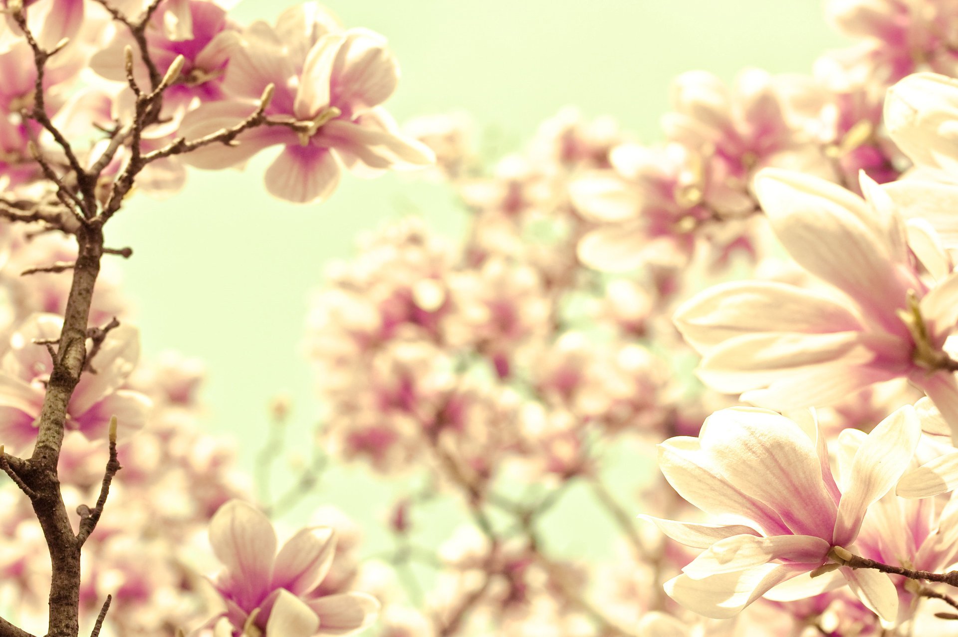 color magnolia tenderness pink branch cream spring flowering nature