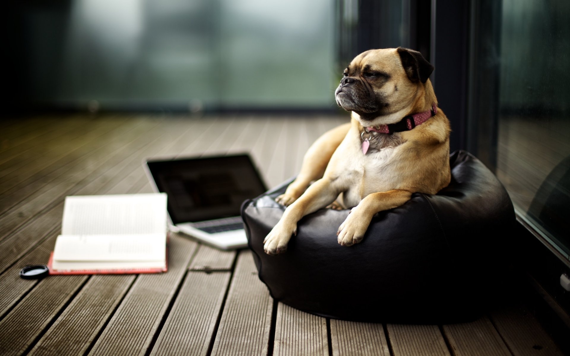 hund blick bilder rasse maulkorb mops hund ottomane zimmer laptop buch kreativ witz laptop parkett buch dunkler hintergrund baum anhänger hunde tiere