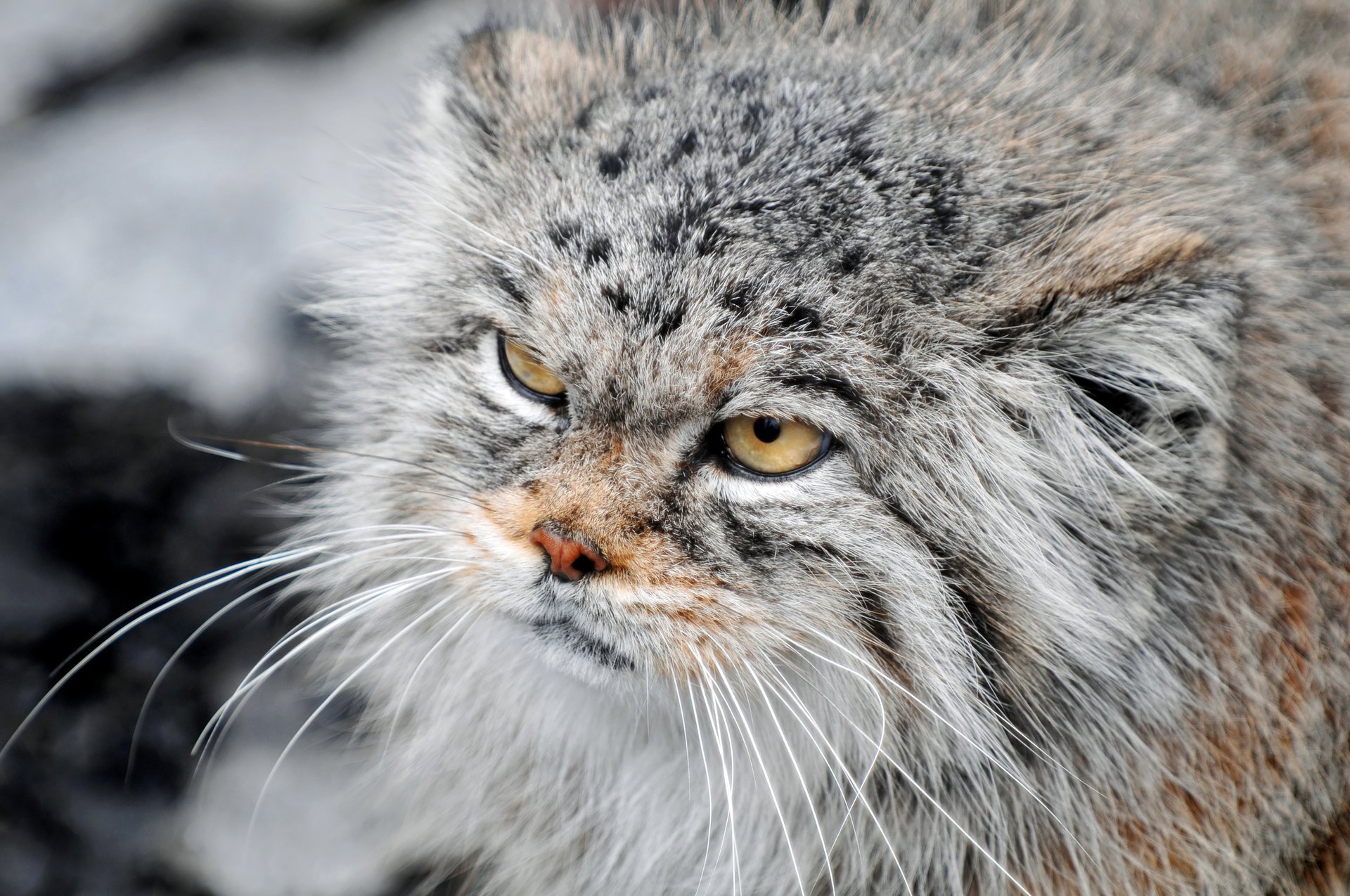 manul severo mirada gato peludo hocico bigote pelaje animales gato ojos