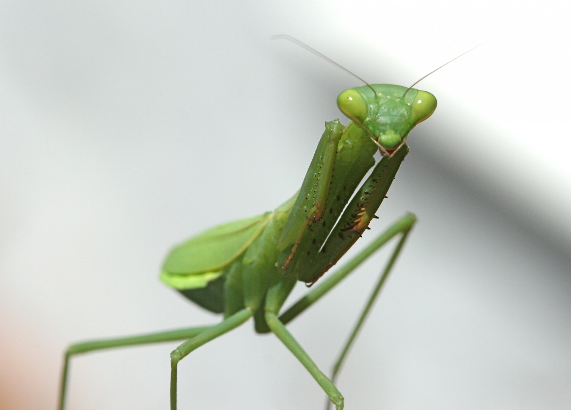 mantis grün insekt augen tiere makro