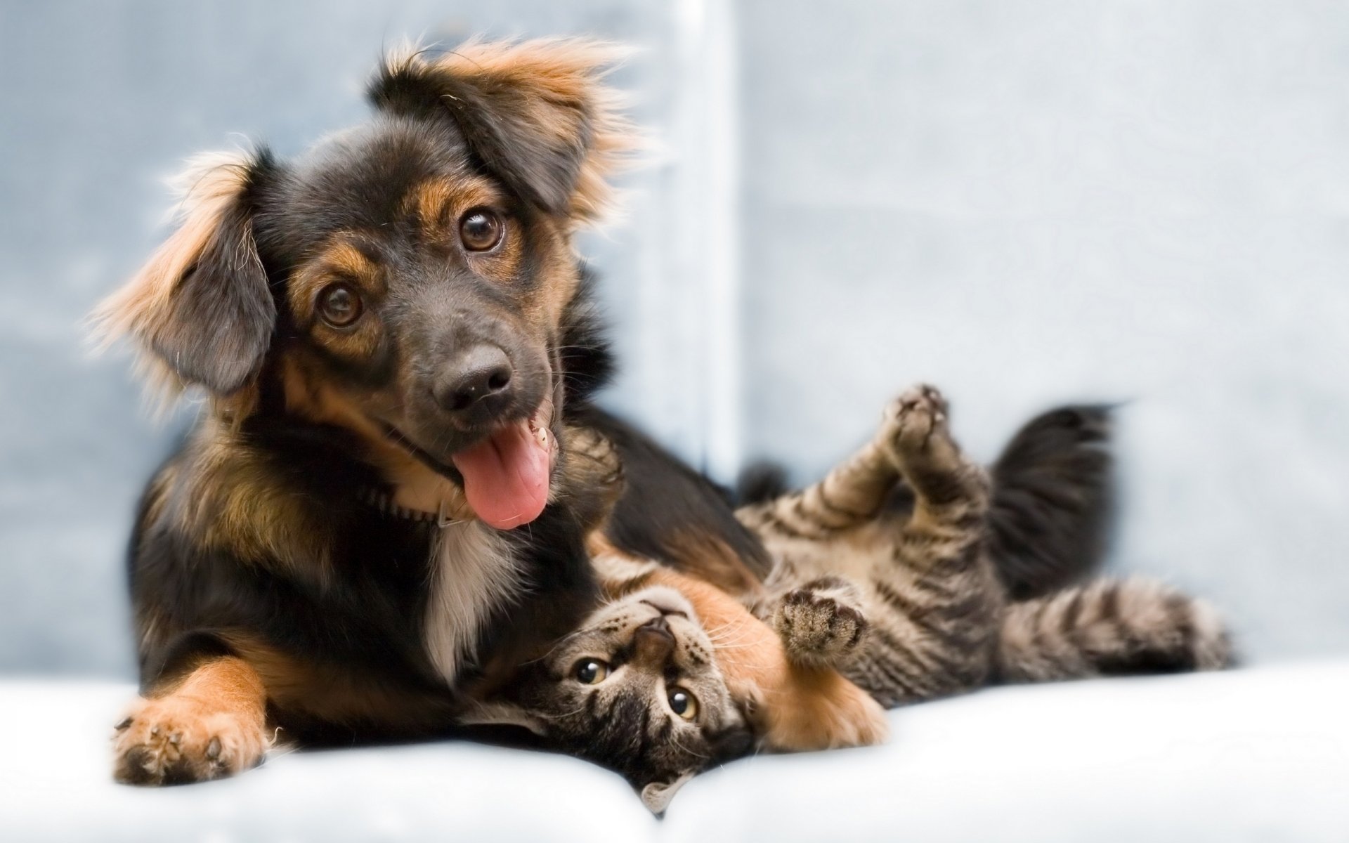 perro gato amigos foto juego alegría animales perros mirada ojos hocico felino amistad gav-gav-ry-ry kis-kis-miau-miau