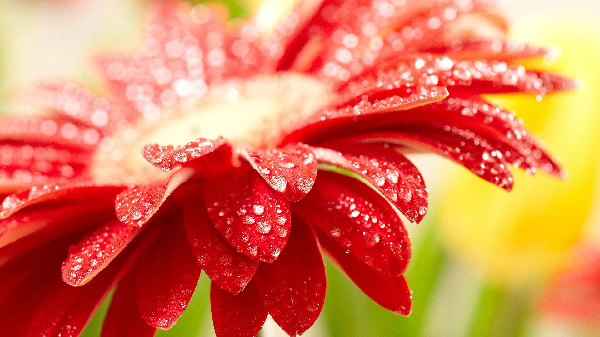 pétalos pétalos rojos flores rojo gotas flor gerbera rocío macro